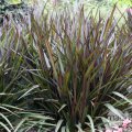 Pennisetum purpureum - plante vivace exotique de plein soleil 1.5m